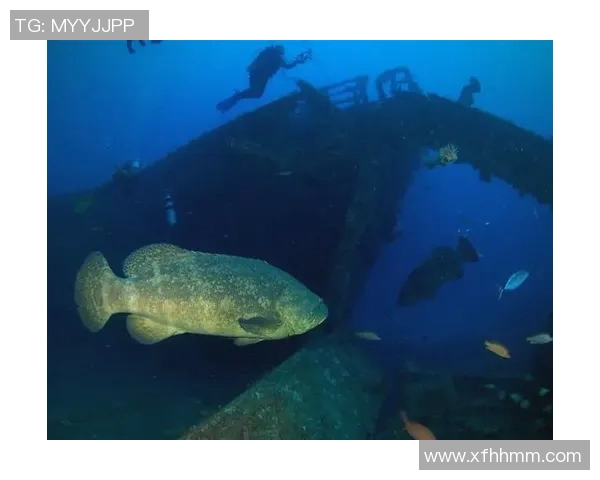曼塔海豚与麦德林的奇妙邂逅探索海洋与城市的完美融合